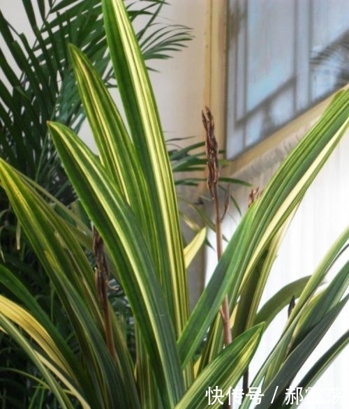 兰花|兰花烂根的原因,怎么治?特别夏季要多注意!