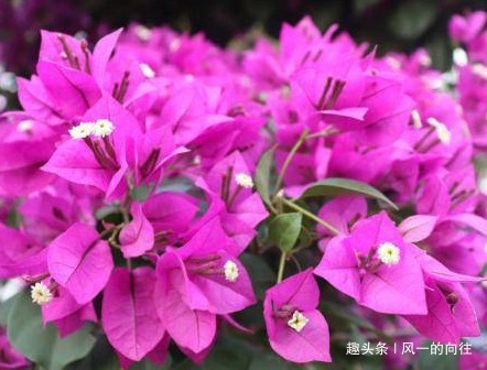家养杜鹃花总是难开花，学会这三个小技巧，轻松花开爆满盆
