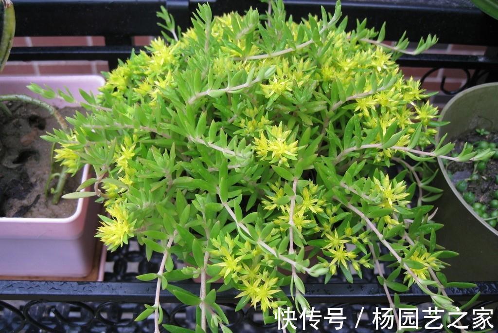 三色堇|养花试试这几款,适合养成盆栽,甚至可以养成吊盆植物