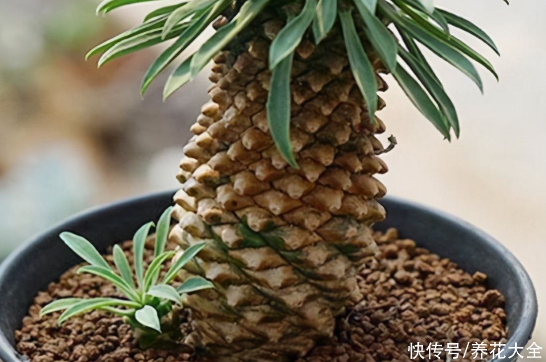 长得像菠萝的多肉植物?养护起来也简单,放在家里非常特别