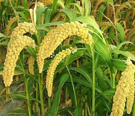 种植|农村太多养花宝贝了这2种好找又实用,回去捡一麻袋