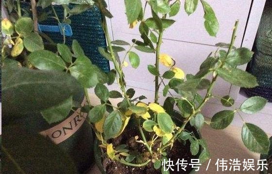 蓝妖|月季花杜鹃花栀子花总是养不活教你一招,连开3个月!