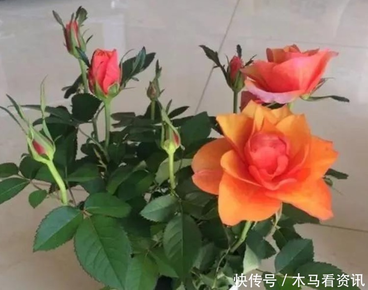 扦插|“4种花”不用花钱买随便剪个枝,“插”土里就活,10天就生根