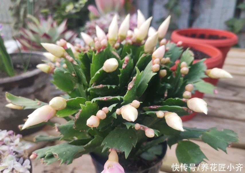 蟹爪兰要不要掐叶子?掐对就能开花多,掐错一个花苞也不长