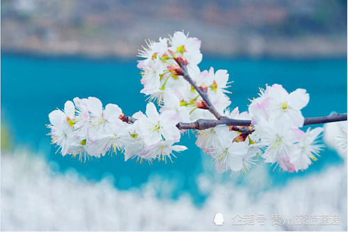 贵州织金凹河万亩樱花竞相绽放，浪漫赏花的好去处