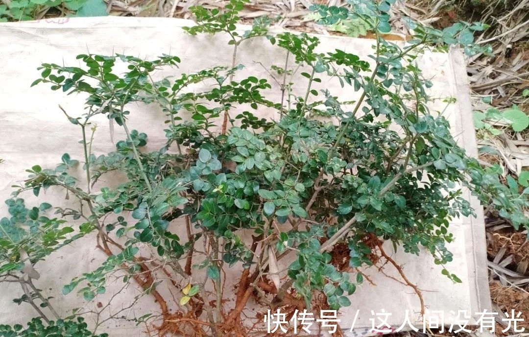 童年|俗称“绣花针”，很多人的童年阴影，殊不知根部珍贵，尽量少挖