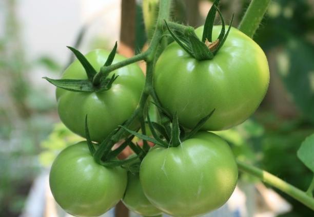 阳台上最好养的“3种菜”,种一次,吃不完,收获一盆又一盆