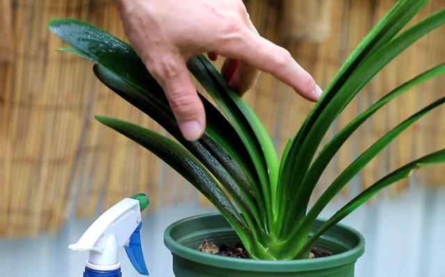 养殖君子兰盆栽,想要叶绿根茎粗得''喂点它'',在家就能自制