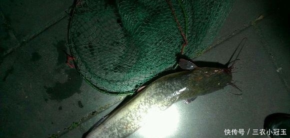 鲶鱼|秋季是钓鲶用的好季节, 野钓鲶鱼使用上面饵料和窝料比较好