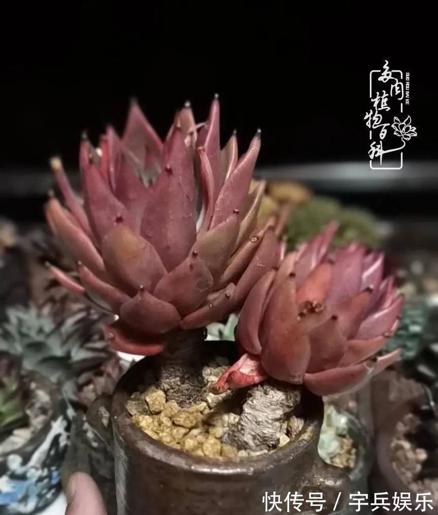 多肉植物|养多肉三年多九万里悟道,终归诗酒田园!