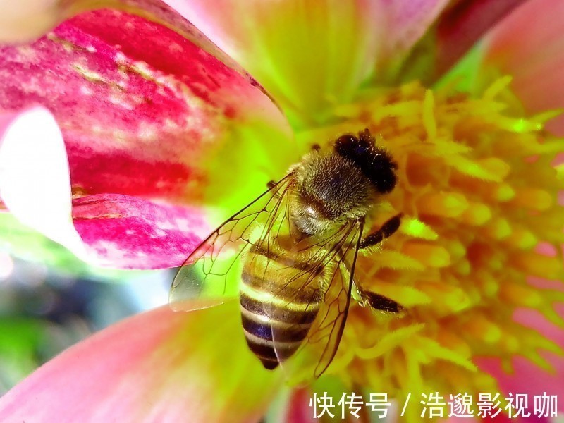 处女座|下个月开始，天降桃花，偶遇良缘，喜获比翼连枝的爱情的4大星座