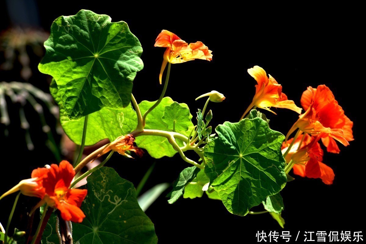多年生|此花为旱地上的荷花，花朵如群蝶飞舞，也代表着随遇而安的寓意