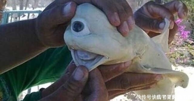 盘点世界上最惊悚的变异物种,最后一种竟