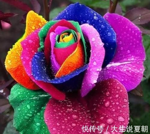 4种旺运花,吉祥添富贵,养家里1盆,开花富贵、聚财运