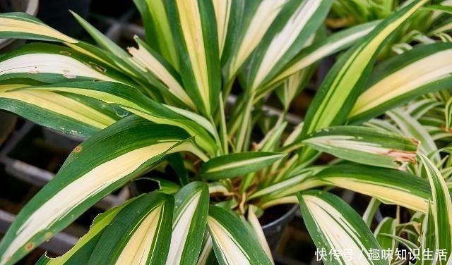 这3种草最适合“懒人”养，随便一插就能活，四季常青易爆盆！