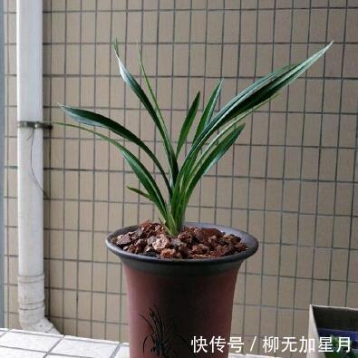 斑点|春天买兰花,学会“看3处”,服盆快、新芽多,当年就开花