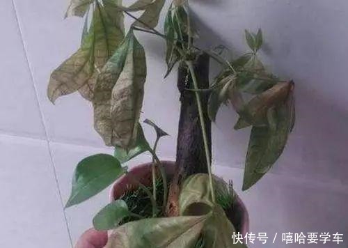 这10种花，冬天必须虐着养，断水又断肥，才能安全过冬！