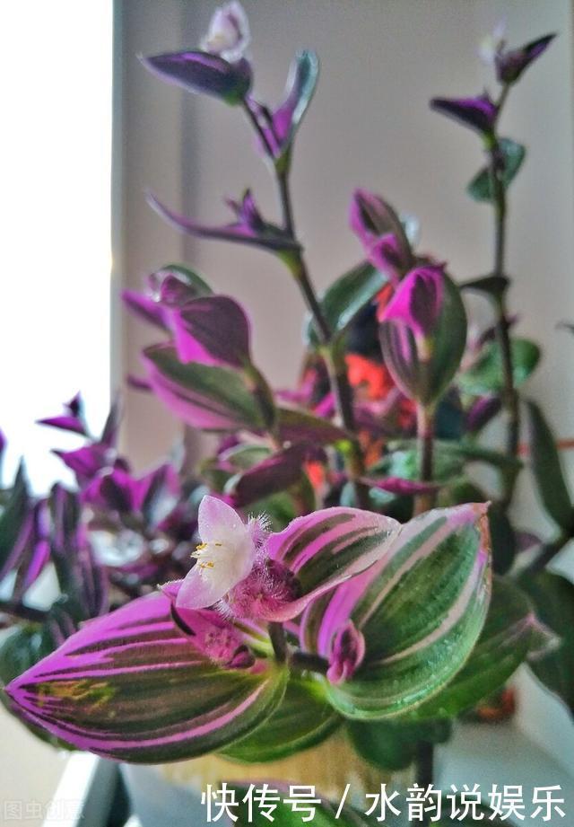 过去一年很火的5种网红花:第一种贵而难养,第三种就是个骗局