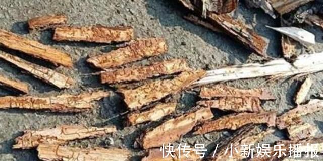 2种“树皮”捡回来养花,在盆里埋“1点”,花卉不烂根、不黄叶