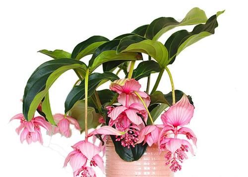  摆放|八款最适合居家养殖的花卉，个个都是高颜值，高端大气显档次