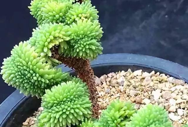 光照|3种适合做盆景的多肉,清新雅致,光照不足也能好好生长