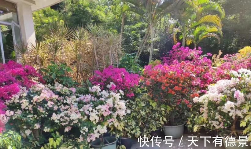 松塔养花的好处以及注意事项