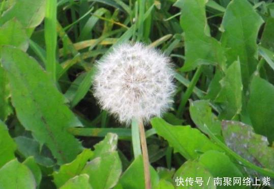 蒲公英|蒲公英不止是一个野草,更是有大功效,城里人抢着买它