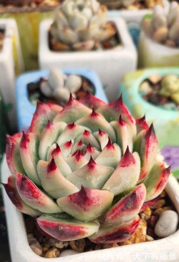 养死|5年的养多肉经验,买了很多,养死了很多,到头来,有些后悔了