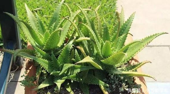 卧室最适合养这3种花,吸废气睡觉好,叶子油亮颜值高!