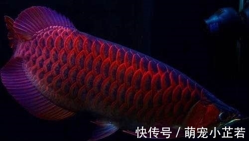 价值|他家养了这条鱼,无意间竟然发现此鱼价值八十万!