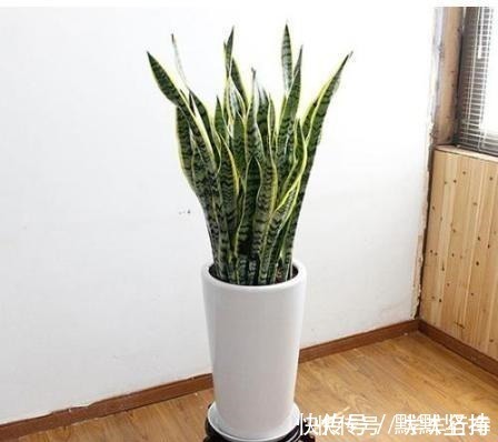 枯萎|这5种花别放这些位置,放一盆死一盆,不是黄叶就是枯萎,快挪走!