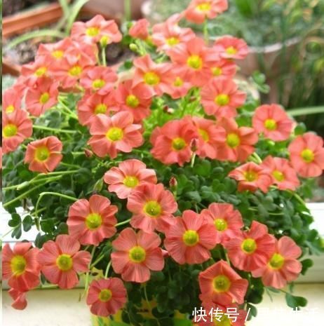 这10种花超级怕冷，再不搬进屋，小心只剩下盆了