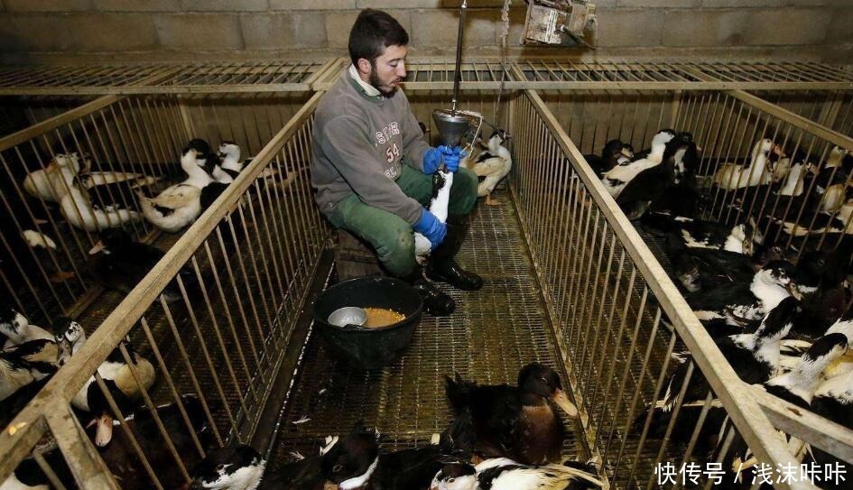 食材|为什么法国餐厅的鹅肝上万块一个很正常,咱们的鹅肝却很便宜呢