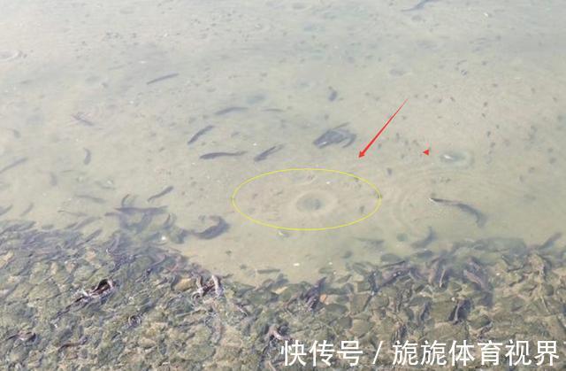 河道|深圳一河道大鱼“成灾”,却只拿来喂猫,附近人说没人吃也没人要