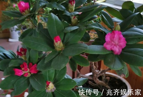 杜鹃花花期过后,做完三件事,来年轻松长爆盆,邻居跑来问经验