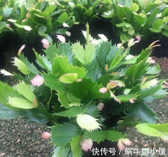 蟹爪兰|蟹爪兰要会“掐”,掐了新叶好处大?掐不对,一年不开花