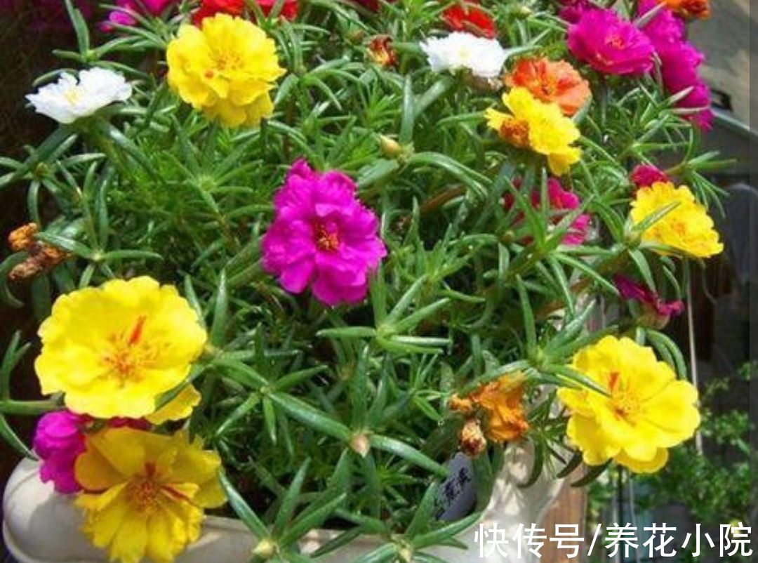 三种花，开花漂亮花期长，春天就能养