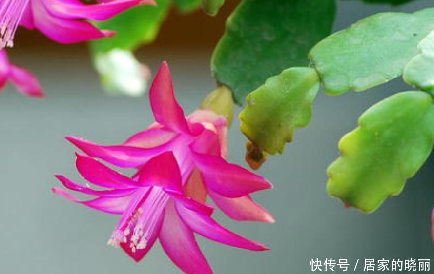蟹爪兰|入冬了还不见蟹爪兰冒花苞，来几招催花好方法，立马就能见花苞