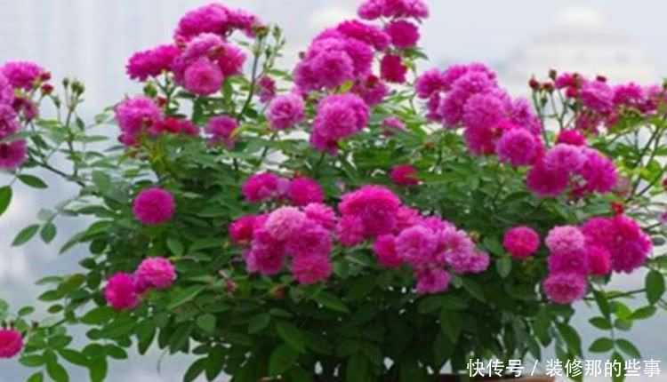 养花就养4种花,美得让人毫无抵抗力,花大色艳,全年开花不断