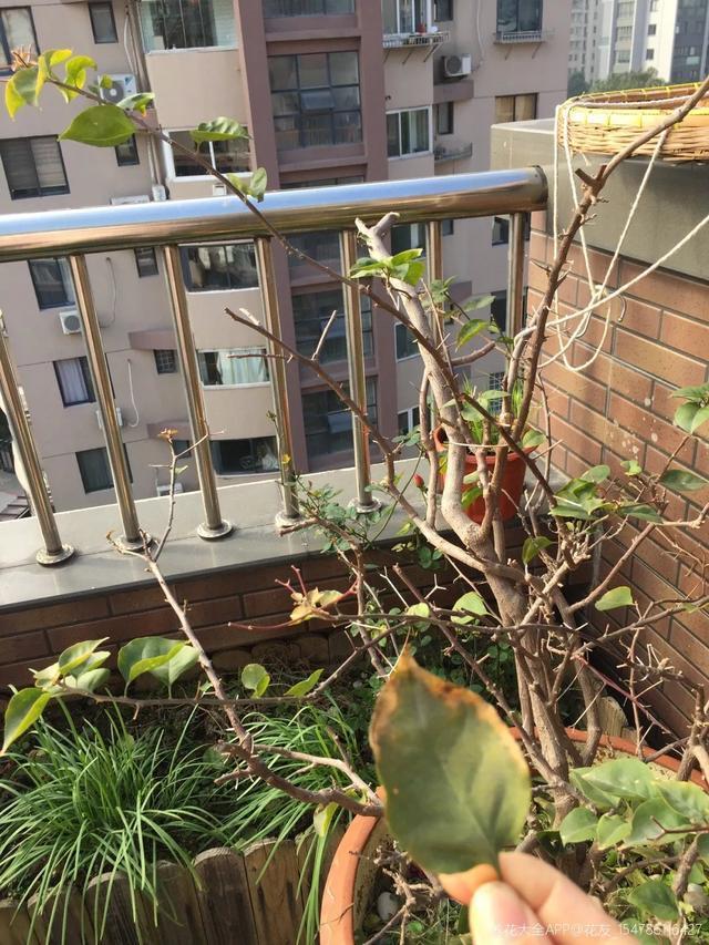 扦插|三角梅的养护大全摘光叶子，少浇水，使劲晒，开花爆满盆