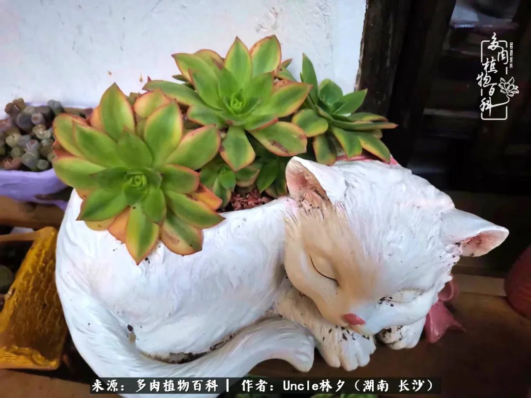 多肉植物|多肉庭院慢生活种一片多肉,喝一杯果酒,泡一壶清茶!