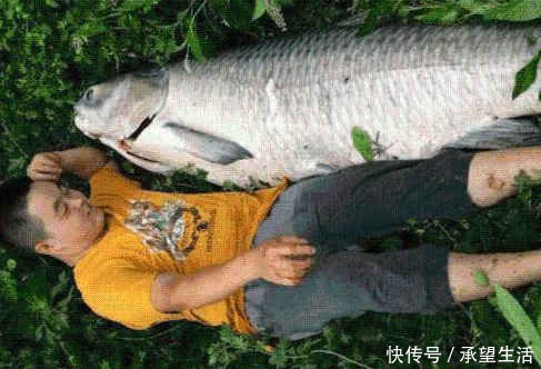 养殖|青鱼是淡水鱼中的上品,为何却有“鬼鱼”“索命鱼”之称