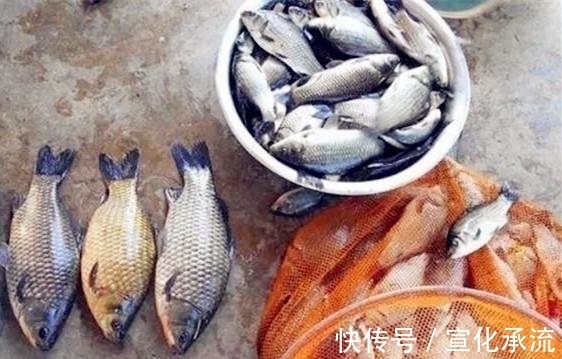 钓法|野钓最容易爆护的钓法,下钩几分钟就上鱼,没五年野钓经验玩不动