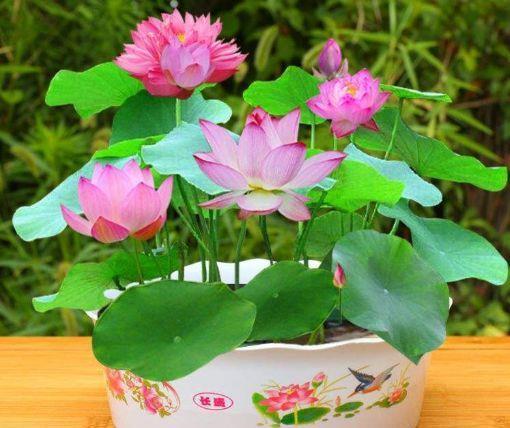 4种花超美的，开花挂满枝头，惊艳如花球