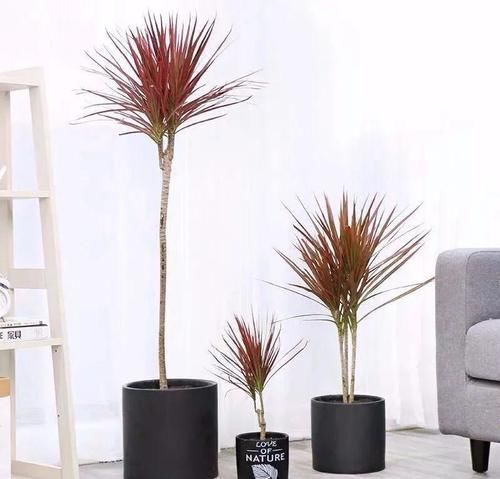 三种“吸毒花”,个个都是吉祥花,家里养一盆,呵护全家健康