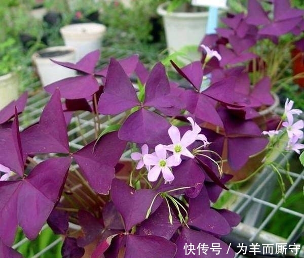 叶子像蝴蝶，一颗种子种十盆，天天开的花，猜猜这是什么花~