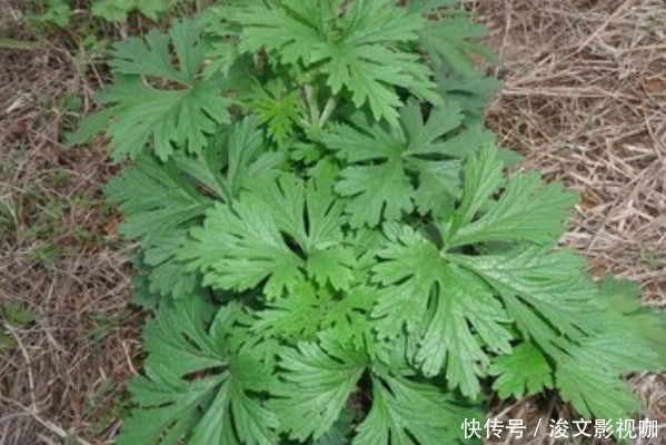80岁老奶奶每天用一份艾草,4大好处让人惊喜,早知早受益