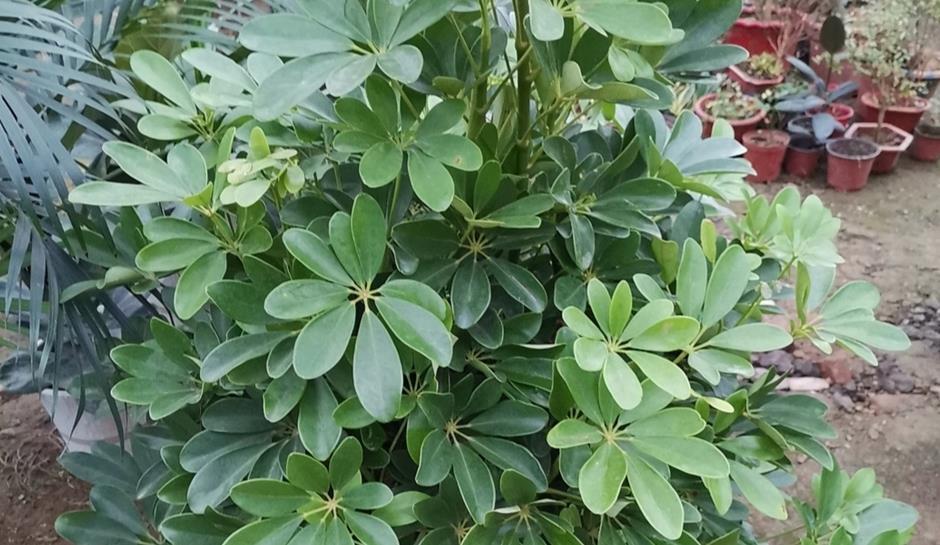 鸭脚木|夏季养鸭脚木，除了打理好基础外，还需多注意2点