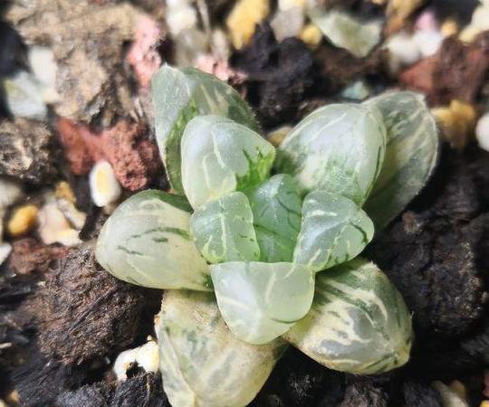 玉露|在家盆栽多肉玉露，不想它摊大饼、叶片干瘪就该注意这些