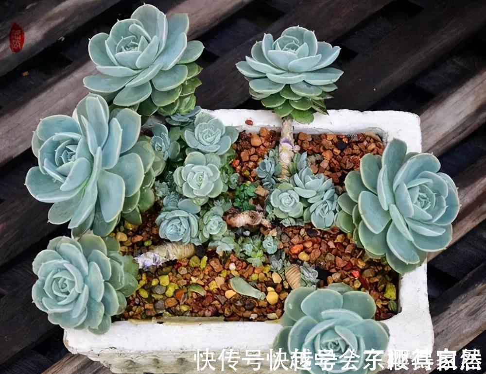 家里养了3种花,一盆接着一盆买,根本控制不住,是你吗?